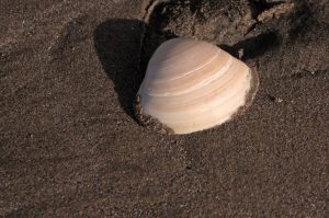 Shell on Piha Beach